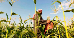 الزراعة السعودية اخبار اقتصادية